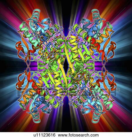 Phosphofructokinase bacterial enzyme View Large Illustration Stock Illustration - Phosphofructokinase bacterial enzyme. Fotosearch