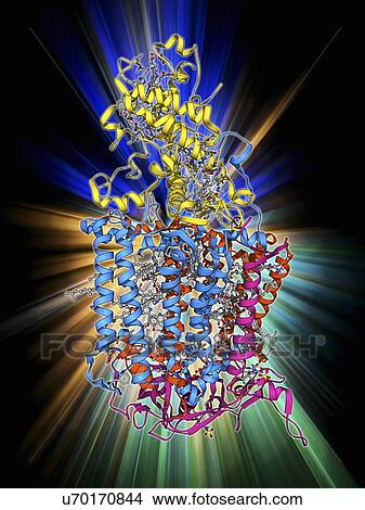 Stock Illustration - Photosynthetic reaction centre. Fotosearch