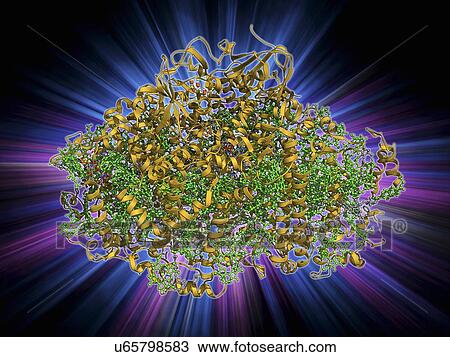 Drawing - Photosystem I molecule. Fotosearch