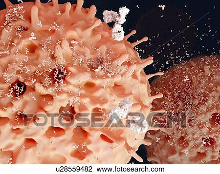 Drawing - Plasma cells, artwork. Fotosearch