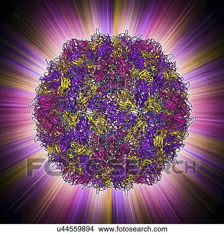 Poliovirus particle View Large Illustration Stock Illustration - Poliovirus particle. Fotosearch