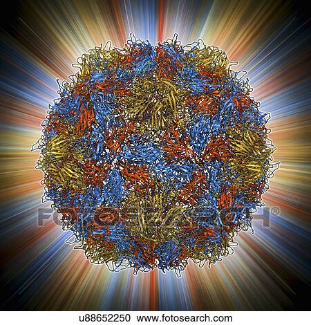 Poliovirus type 3 capsid, molecular model View Large Illustration Clipart - Poliovirus type 3 capsid, molecular model. Fotosearch