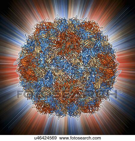 Stock Illustration - Poliovirus type 3 capsid, molecular model. Fotosearch