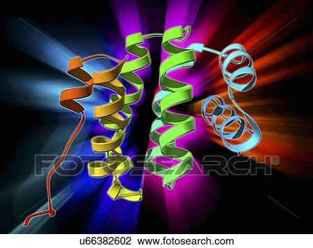 Programmed cell death protein molecule View Large Illustration Drawing - Programmed cell death protein molecule. Fotosearch