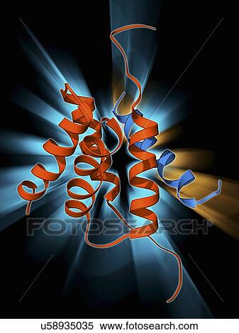 Protein kinase regulatory subunit View Large Illustration Stock Illustration - Protein kinase regulatory subunit. Fotosearch