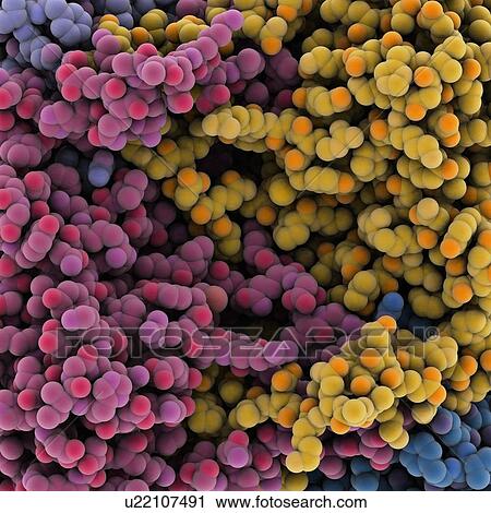 Clip Art - Protein molecules, artwork. Fotosearch