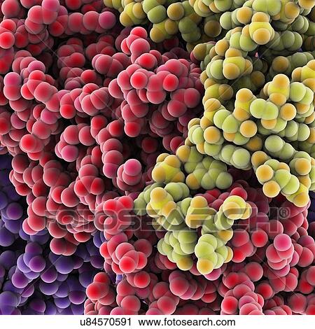 Clip Art - Protein molecules, artwork. Fotosearch