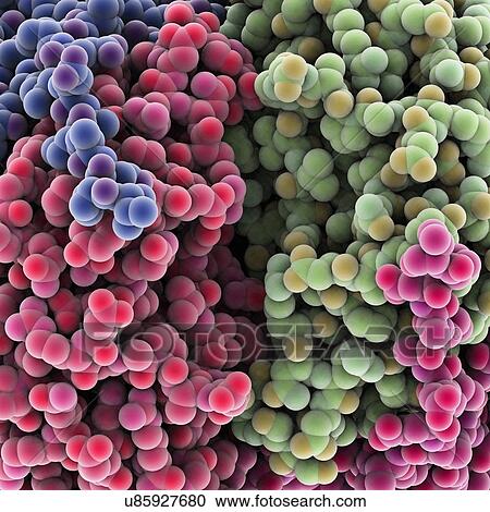 Protein molecules, artwork View Large Illustration Clipart - Protein molecules, artwork. Fotosearch