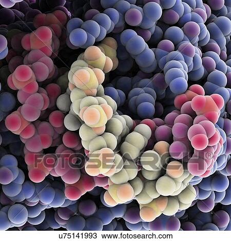 Protein molecules, artwork View Large Illustration Drawing - Protein molecules, artwork. Fotosearch