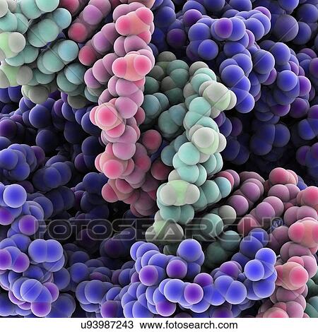 Drawing - Protein molecules, artwork. Fotosearch
