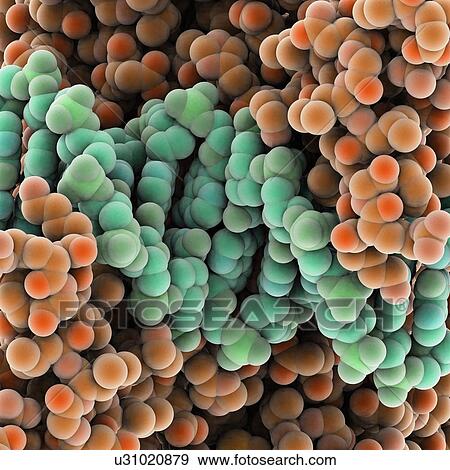 Protein molecules, artwork View Large Illustration Stock Illustration - Protein molecules, artwork. Fotosearch