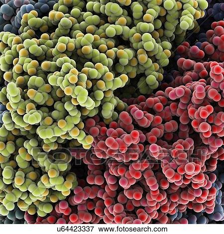 Protein molecules, artwork View Large Illustration Stock Illustration - Protein molecules, artwork. Fotosearch