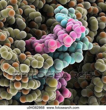 Protein molecules, artwork View Large Illustration Stock Illustration - Protein molecules, artwork. Fotosearch