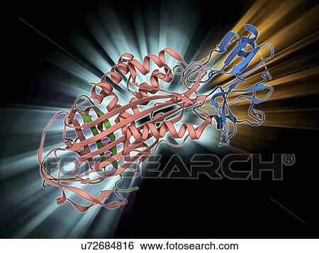 Stock Illustration - Proteinase inhibitor molecule. Fotosearch