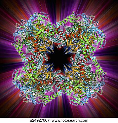 Pyruvate dehydrogenase complex enzyme View Large Illustration Stock Illustration - Pyruvate dehydrogenase complex enzyme. Fotosearch
