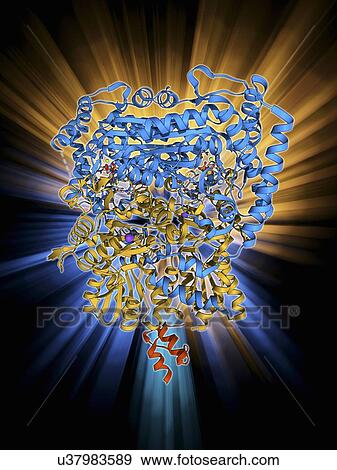 Pyruvate dehydrogenase enzyme molecule View Large Illustration Stock Illustration - Pyruvate dehydrogenase enzyme molecule. Fotosearch