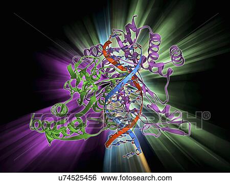 Stock Illustration - Restriction enzyme and DNA. Fotosearch