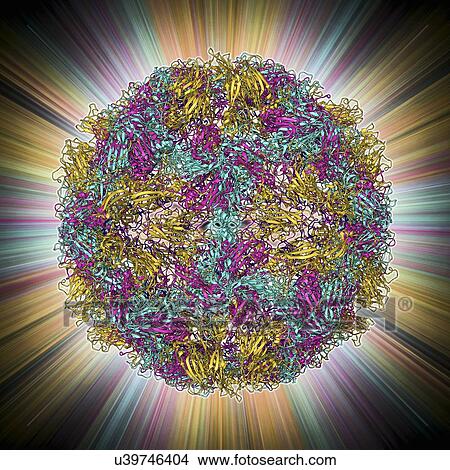 Stock Illustration - Rhinovirus 14 capsid, molecular model. Fotosearch