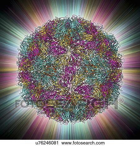 Rhinovirus 16 capsid, molecular model View Large Illustration Clip Art - Rhinovirus 16 capsid, molecular model. Fotosearch