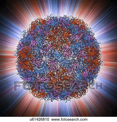 Clipart - Rhinovirus capsid, molecular model. Fotosearch
