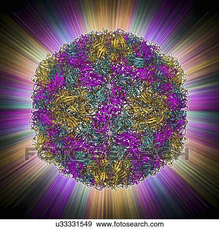 Rhinovirus capsid, molecular model View Large Illustration Stock Illustration - Rhinovirus capsid, molecular model. Fotosearch