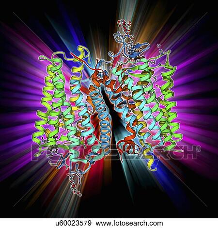 Stock Illustration - Rhodopsin molecule. Fotosearch