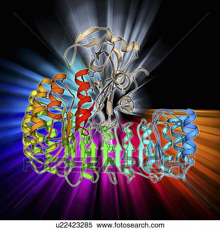 Stock Illustration - Ribonuclease bound to inhibitor. Fotosearch