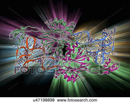 Ribonuclease bound to transfer RNA View Large Illustration Stock Illustration - Ribonuclease bound to transfer RNA. Fotosearch