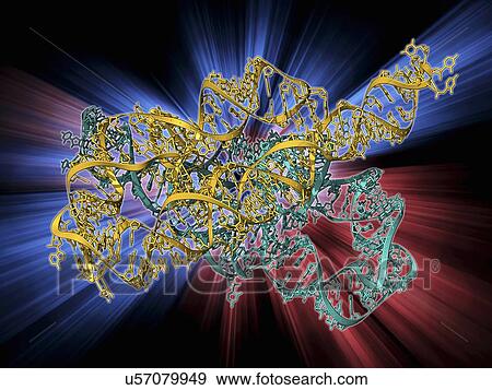 Ribozyme enzyme and RNA View Large Illustration Stock Illustration - Ribozyme enzyme and RNA. Fotosearch