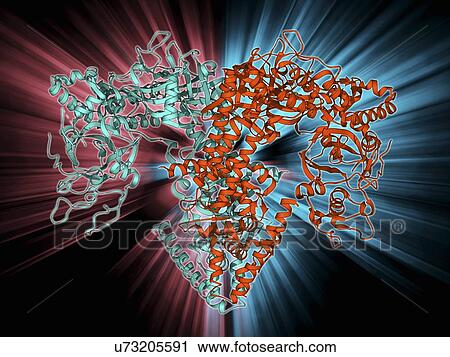 Clip Art - RNA-dependent RNA polymerase molecule. Fotosearch