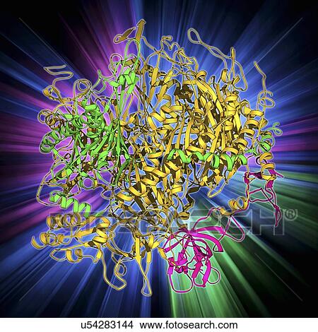 Stock Illustration - RNA exosome complex, molecular model. Fotosearch