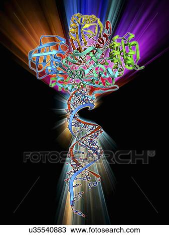 Drawing - RNA-induced silencing complex. Fotosearch