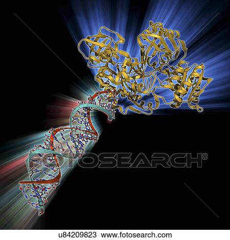 RNA-induced silencing complex View Large Illustration Drawing - RNA-induced silencing complex. Fotosearch