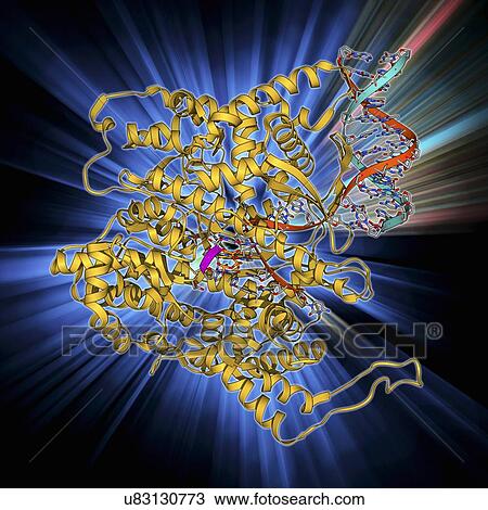 RNA polymerase molecule View Large Illustration Drawing - RNA polymerase molecule. Fotosearch