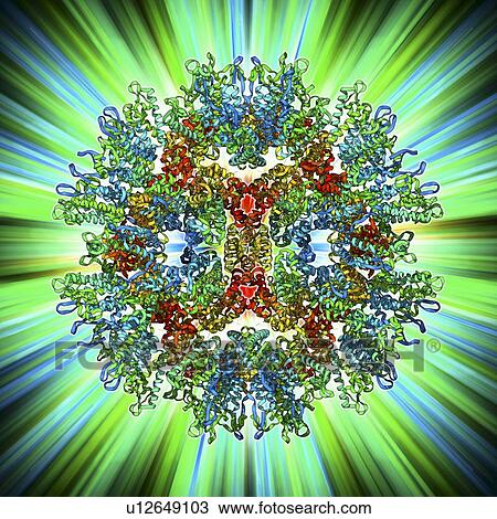 Rous sarcoma virus capsid View Large Illustration Drawing - Rous sarcoma virus capsid. Fotosearch