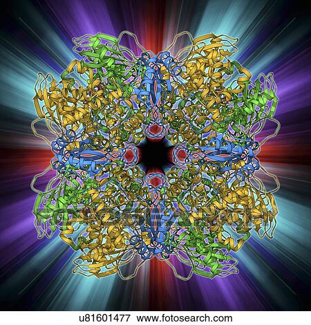 Stock Illustration - Rubisco enzyme molecule. Fotosearch
