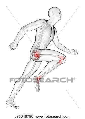 Runner's joints, artwork View Large Illustration Clipart - Runner's joints, artwork. Fotosearch