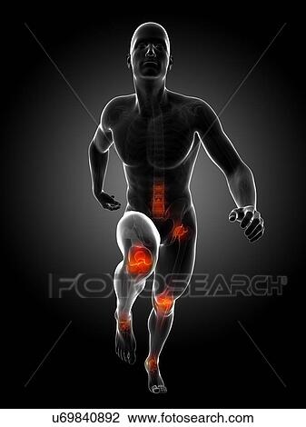 Runner's joints, artwork View Large Illustration Drawing - Runner's joints, artwork. Fotosearch