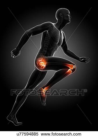 Runner's joints, artwork View Large Illustration Stock Illustration - Runner's joints, artwork. Fotosearch