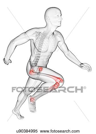 Runner's joints, artwork View Large Illustration Stock Illustration - Runner's joints, artwork. Fotosearch