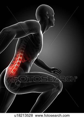 Stock Illustration - Runner's lower spine, artwork. Fotosearch