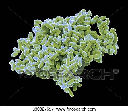 S. pombe yeast, SEM View Large Illustration Stock Illustration - S. pombe yeast, SEM. Fotosearch