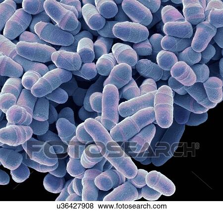 Stock Illustration - S. pombe yeast, SEM. Fotosearch