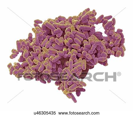 Stock Illustration - S. pombe yeast, SEM. Fotosearch