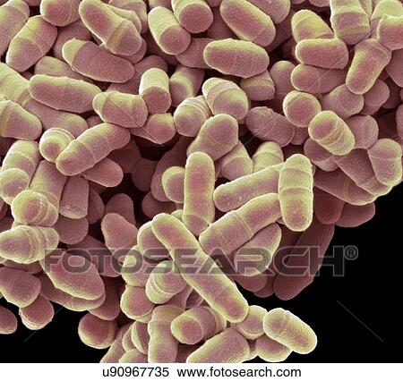S. pombe yeast, SEM View Large Illustration Stock Illustration - S. pombe yeast, SEM. Fotosearch