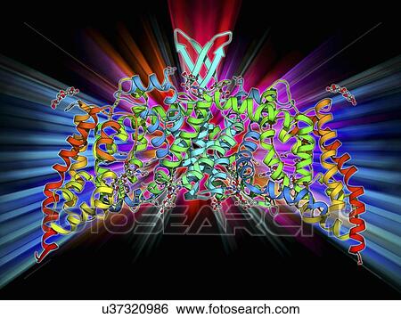 Saccharide transport protein View Large Illustration Stock Illustration - Saccharide transport protein. Fotosearch