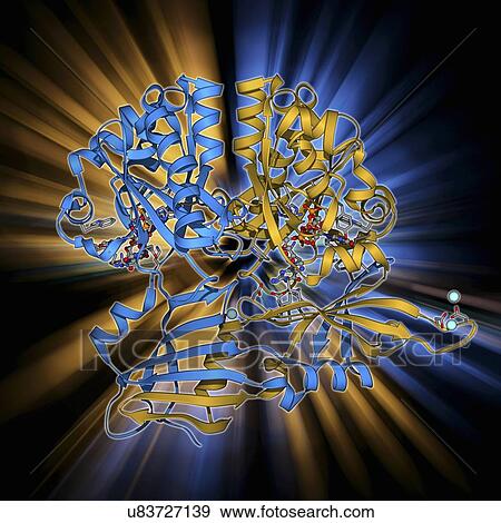 Stock Illustration - Scavenger mRNA-decapping enzyme. Fotosearch