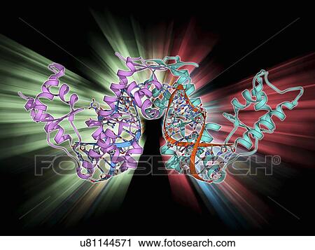 Clip Art - SelB elongation factor bound to RNA. Fotosearch