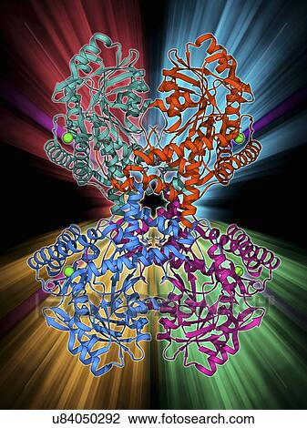 Drawing - Selenocysteine synthase enzyme molecule. Fotosearch