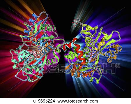 Stock Illustration - Serum transferrin molecule. Fotosearch